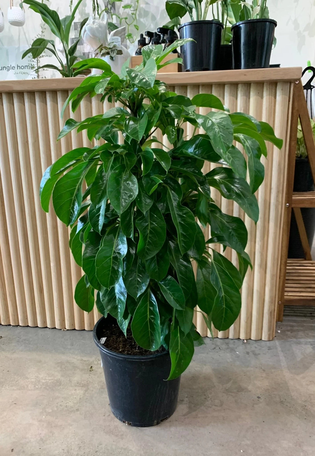 Umbrella Tree Alpine Junior (Schefflera) - Ladybird Nursery