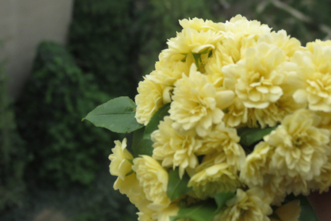 Rose Yellow Banksia (Rosa banksiae lutea) - Ladybird Nursery