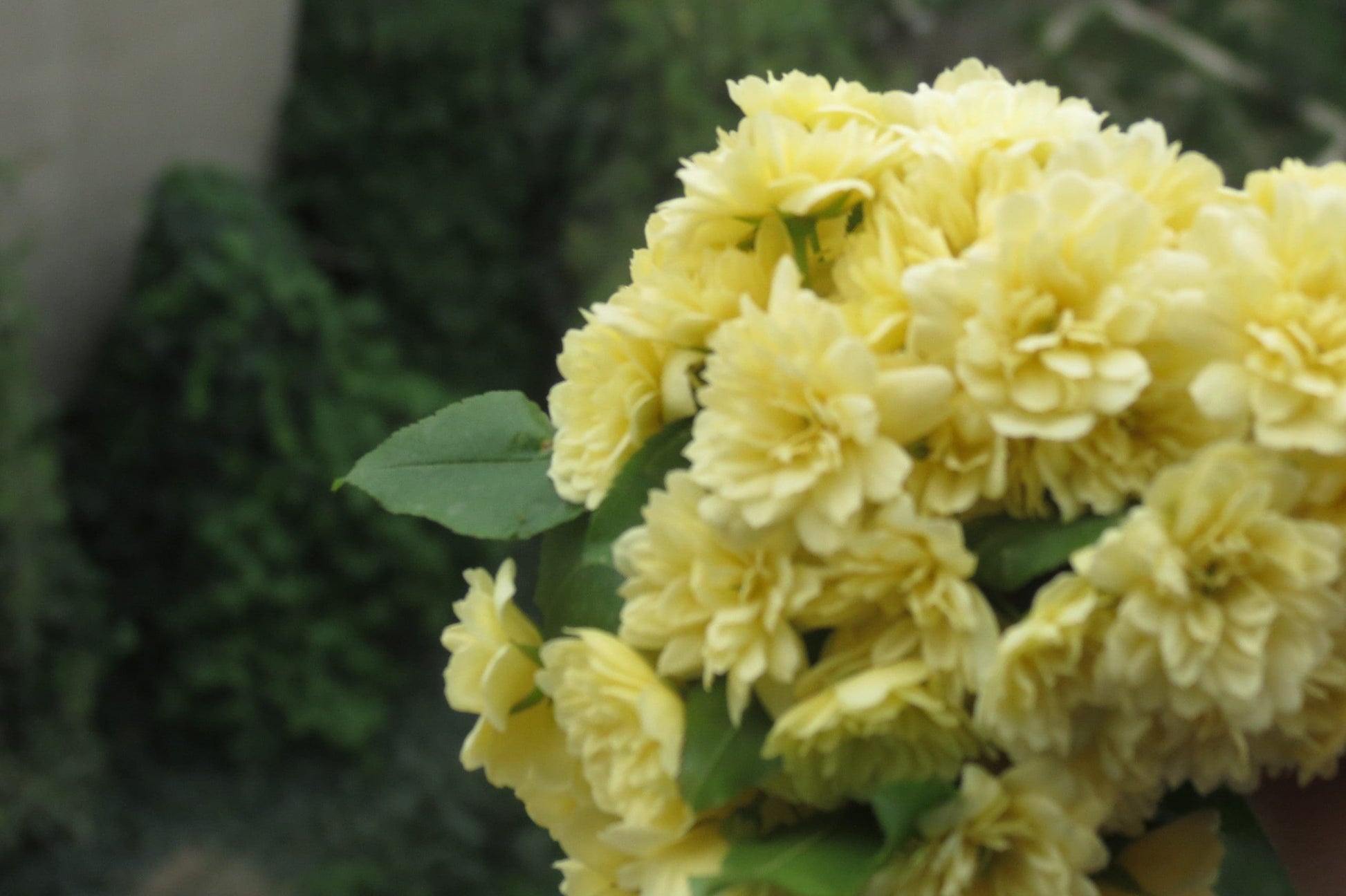 Banksia Rose Lutea (Rosa Banksiae)