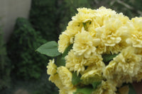 Banksia Rose Lutea (Rosa Banksiae)