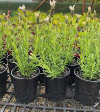 Lavender - Laveanna White (Lavandula stoechas) - Ladybird Nursery