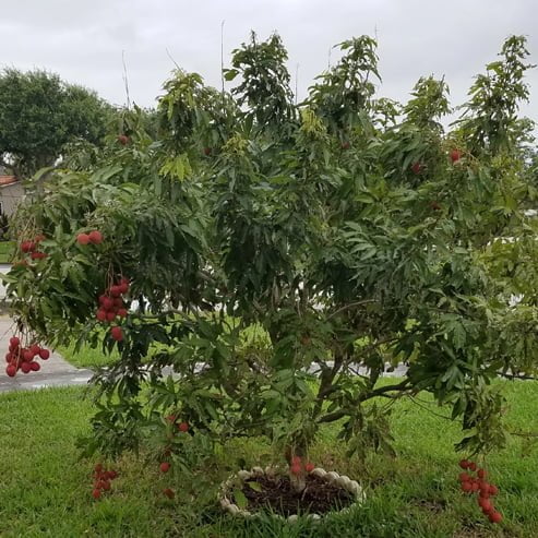 Lychee Baitaying - Ladybird Nursery