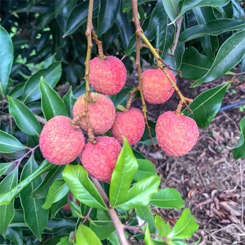 Lychee Baitaying - Ladybird Nursery
