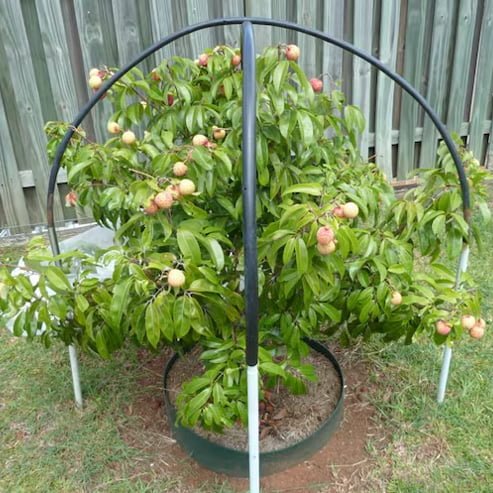 Lychee Bengal - Ladybird Nursery