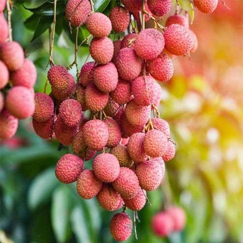 Lychee Bengal - Ladybird Nursery