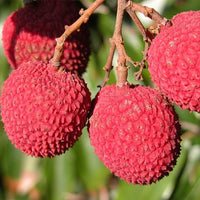 Lychee Brewster - Ladybird Nursery