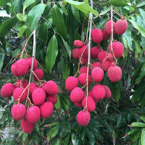 Lychee Brewster - Ladybird Nursery