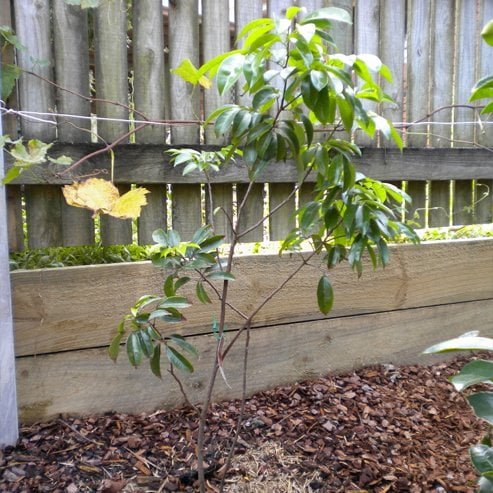 Lychee Chompogo - Ladybird Nursery