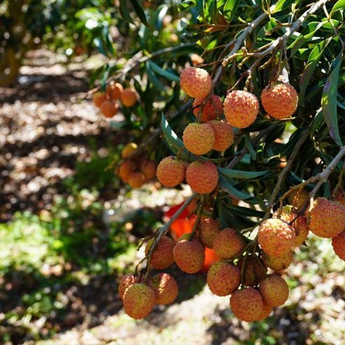 Lychee Chompogo - Ladybird Nursery