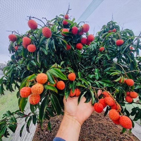 Lychee Chompogo - Ladybird Nursery