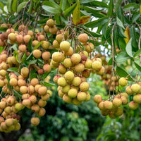 Lychee Fay Zee Siu - Ladybird Nursery