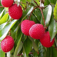 Lychee Haak Yip - Ladybird Nursery