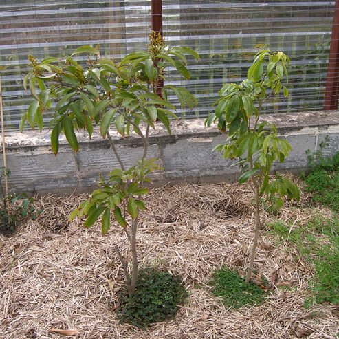 Lychee Jean Hang - Ladybird Nursery