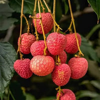 Lychee Jean Hang - Ladybird Nursery