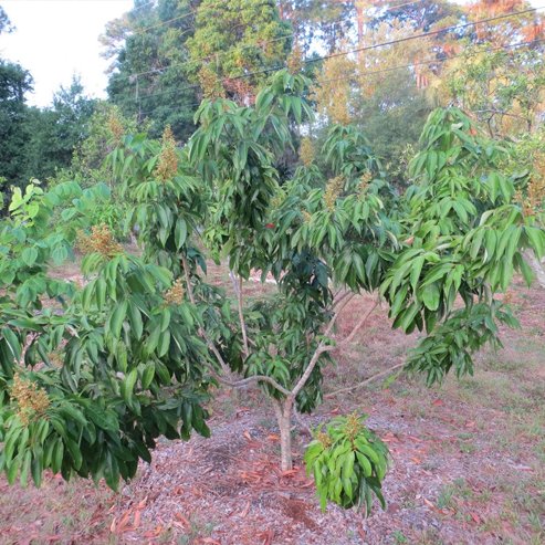 Lychee Kiamana Semi Dwarf - Ladybird Nursery