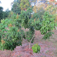 Lychee Kiamana Semi Dwarf