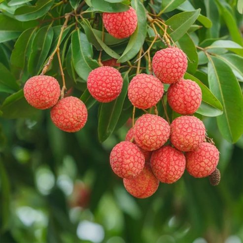 Lychee Kiamana Semi Dwarf - Ladybird Nursery