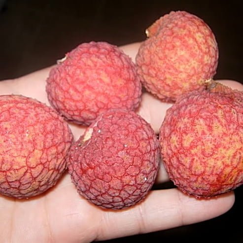 Lychee Kiamana Semi Dwarf - Ladybird Nursery