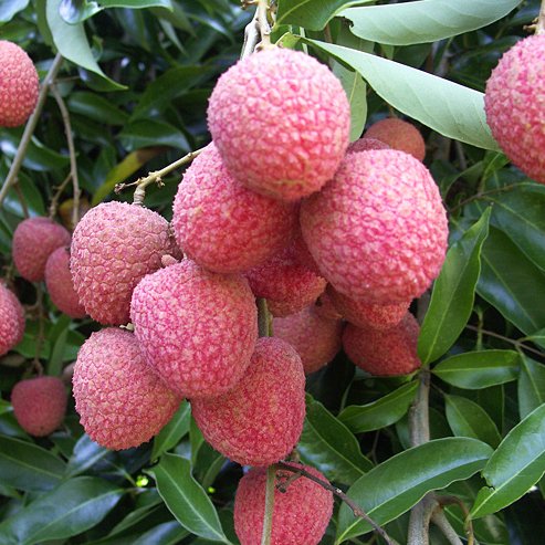 Lychee Lin San Sue (Small Seed)