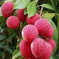 Lychee 'Sue Lin San' (Seedless Lychee) - Ladybird Nursery