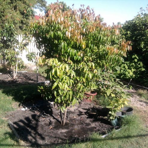 Lychee Sah Keng Semi Dwarf - Ladybird Nursery