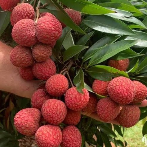 Lychee Sah Keng Semi Dwarf - Ladybird Nursery