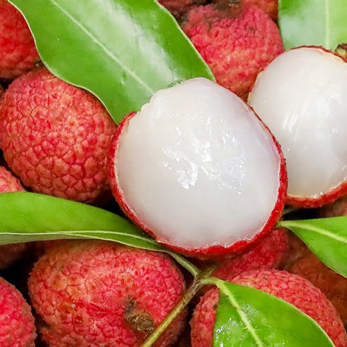 Lychee Sah Keng Semi Dwarf - Ladybird Nursery