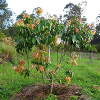 Dwarf Lychee 'Salathiel'