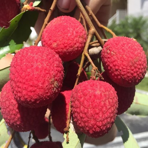 Dwarf Lychee 'Salathiel' - Ladybird Nursery