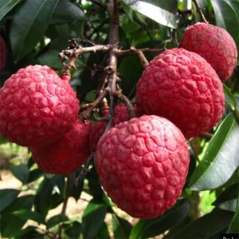 Dwarf Lychee 'Salathiel'