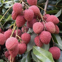 Lychee Tai So- Semi Dwarf