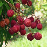 Lychee 'Chakapat' - Ladybird Nursery