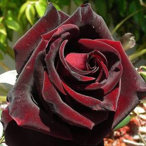 Rose Black Velvet (Rosa) - Ladybird Nursery