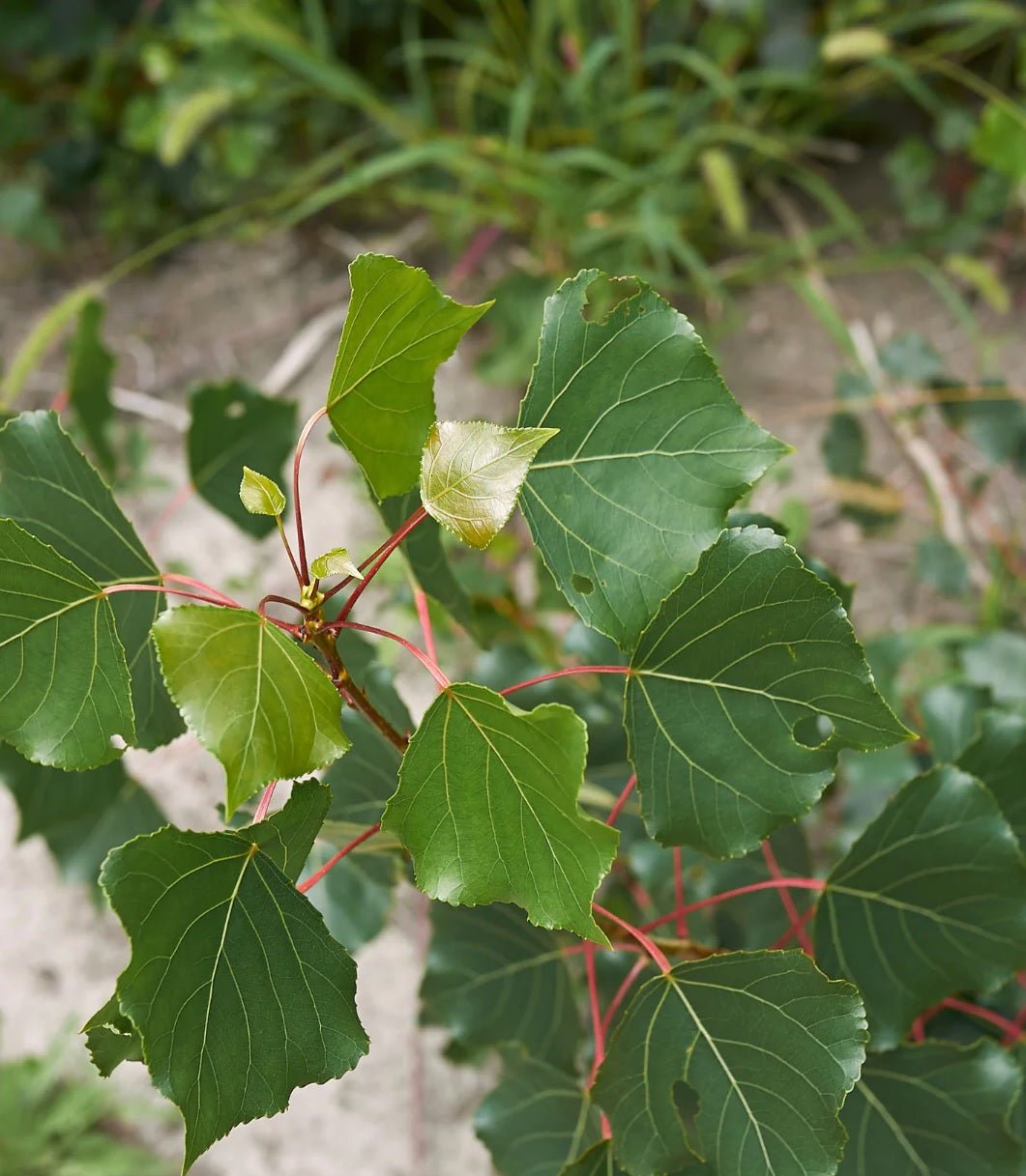 Hybrid Poplar x nigra Crows Nest (Populus euramericana) - Ladybird Nursery