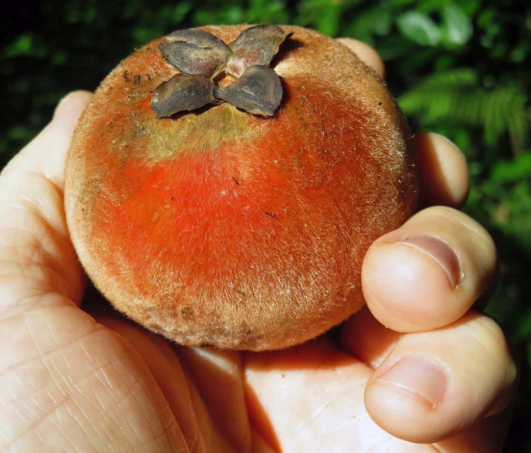 Velvet Apple - Ladybird Nursery