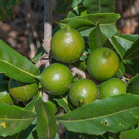 Macadamia  Grafted  A29