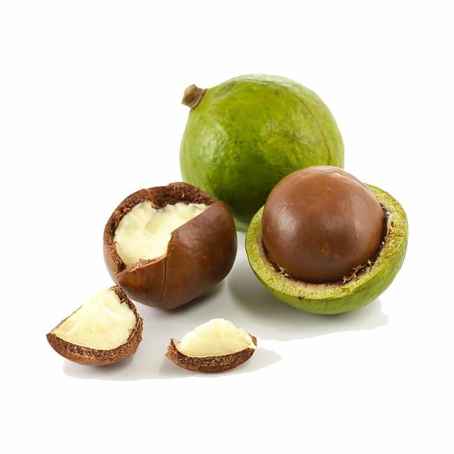 Macadamia Grafted A29 - Ladybird Nursery