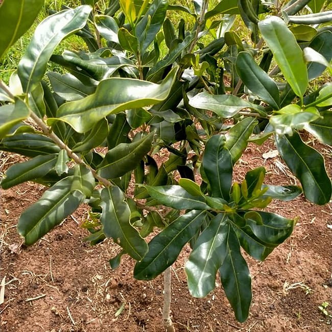 Macadamia A4 - Ladybird Nursery