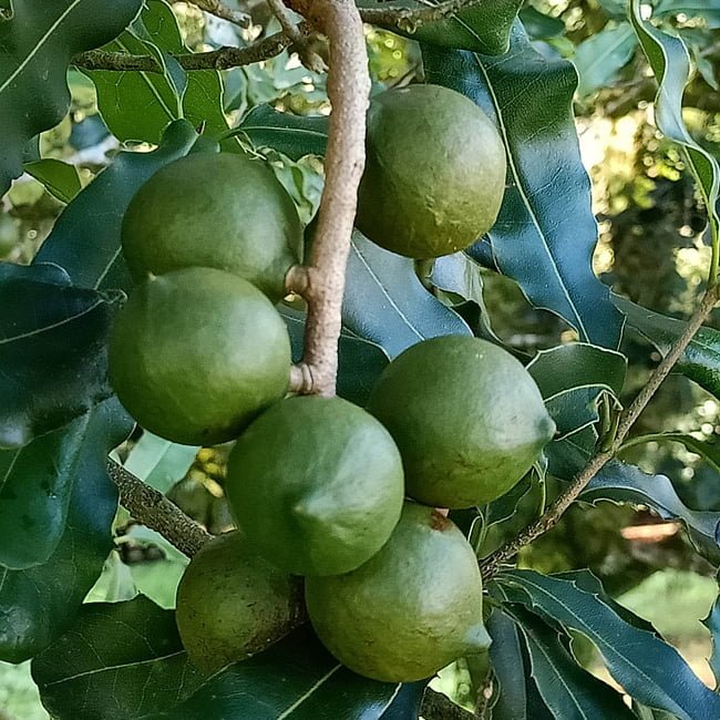 Macadamia A4 - Ladybird Nursery