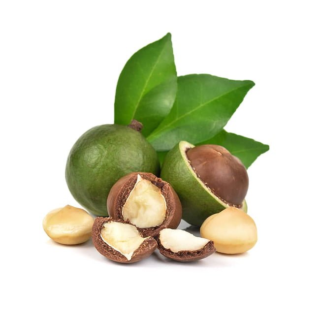 Macadamia A4 - Ladybird Nursery