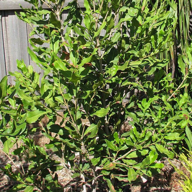 Macadamia Daddow - Ladybird Nursery