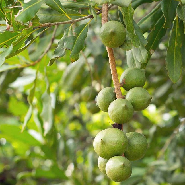 Macadamia Daddow - Ladybird Nursery