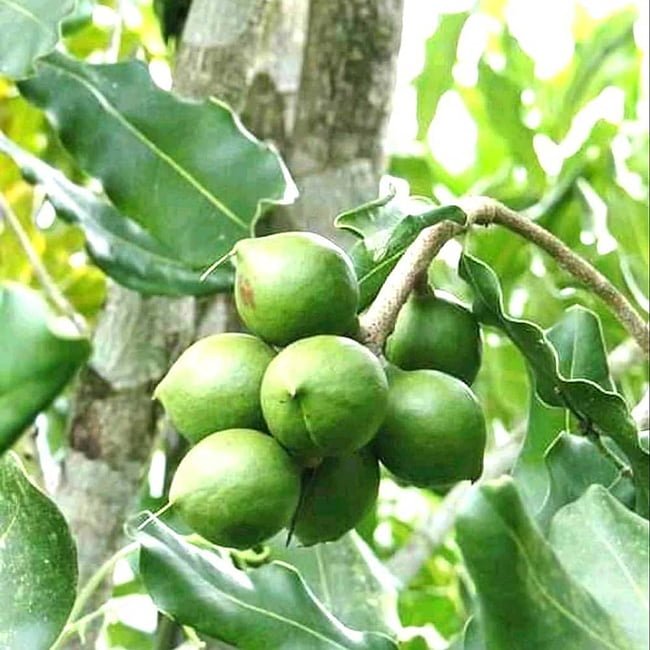 Macadamia Grafted 246 / Keauhou - Ladybird Nursery