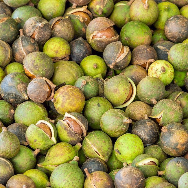 Macadamia Grafted 246 / Keauhou - Ladybird Nursery