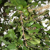 Macadamia Grafted 741