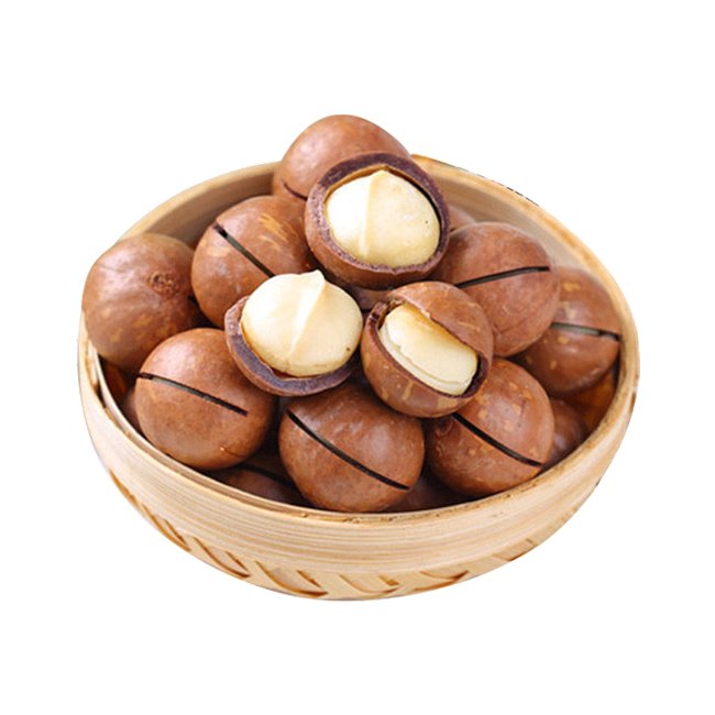 Macadamia Grafted 741 - Ladybird Nursery