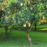 Macadamia  Grafted  '816'