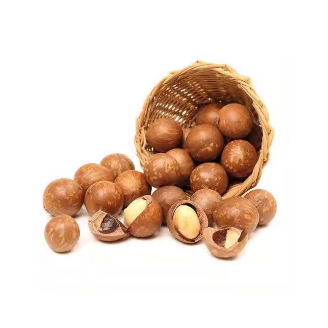 Macadamia Grafted '816' - Ladybird Nursery