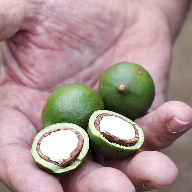 Macadamia Grafted '816' - Ladybird Nursery