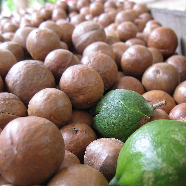 Macadamia Grafted 849